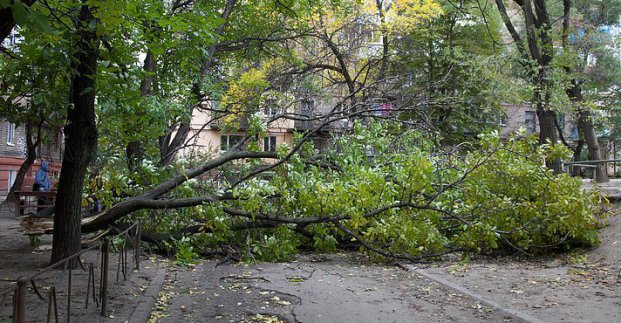 В Харькове из-за штормового ветра упало десять деревьев