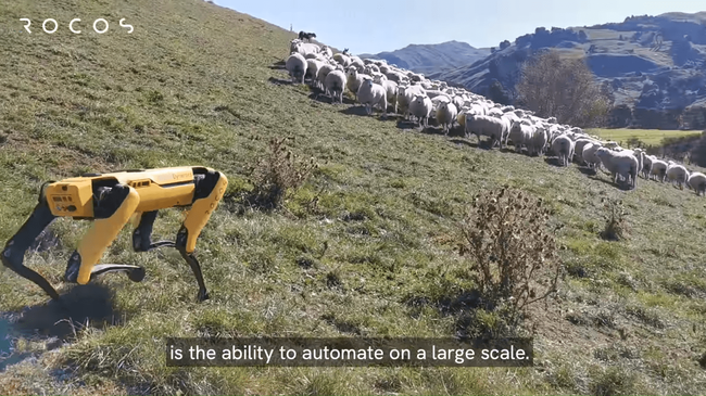 Робот-собака от Boston Dynamics учится пасти овец и заниматься сельским хозяйством (Видео)
