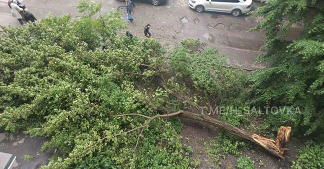 На Салтовке во дворе многоэтажки рухнуло дерево (ФОТО)