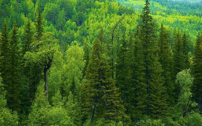 Збитки від «чорних лісорубів» у лісництві на Харківщині сягнули 4 мільйонів гривень