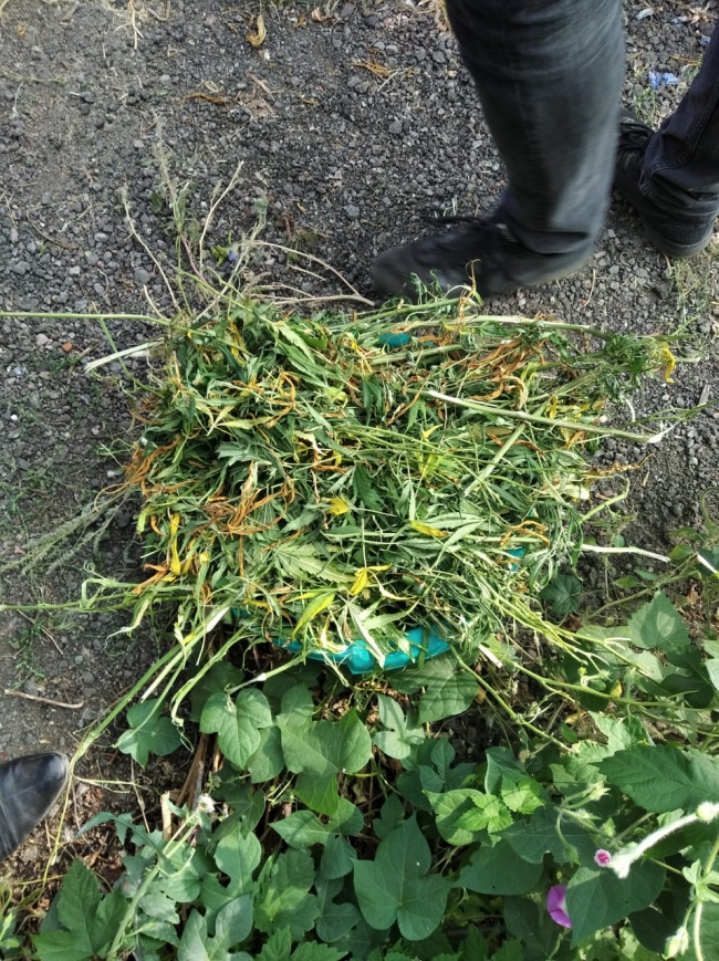 На Харківщині у мешканця одного із сіл вилучили 34 кущі коноплі та близько 20 кг канабісу (ФОТО)