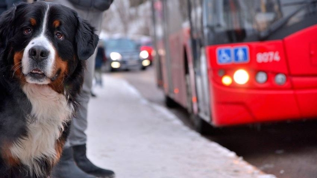 В автобус із собакою: як перевозити тварин громадським транспортом