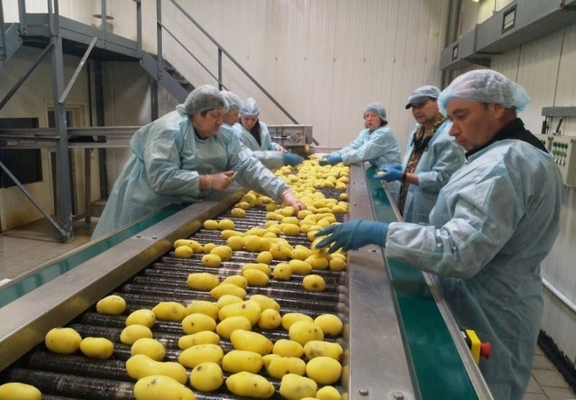В Украине возле границы с Беларусью построят завод по переработке картофеля
