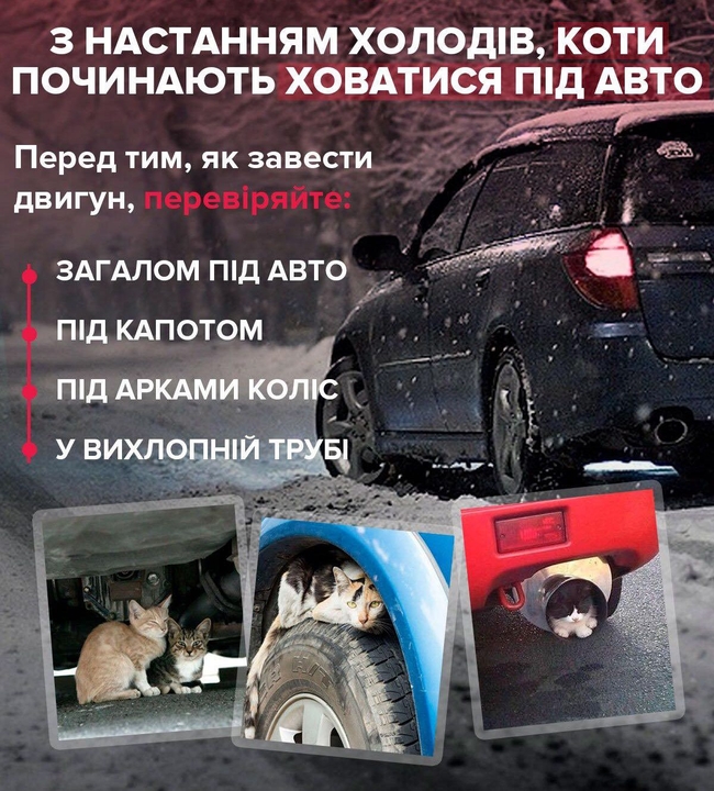 Харьковских водителей просят внимательнее относиться к животным