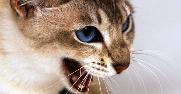 У частині Холодногірського району введено карантин через сказ кішки