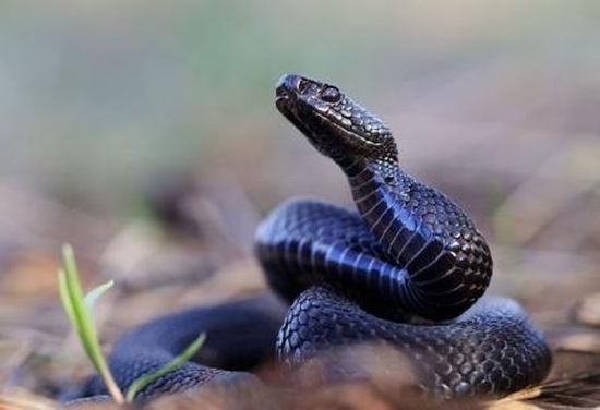 Ядовитые змеи брянской области фото и описание