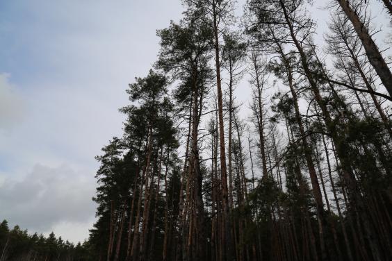 З 30 квітня по 5 травня на Харківщині заборонено відвідувати хвойні лісові масиви