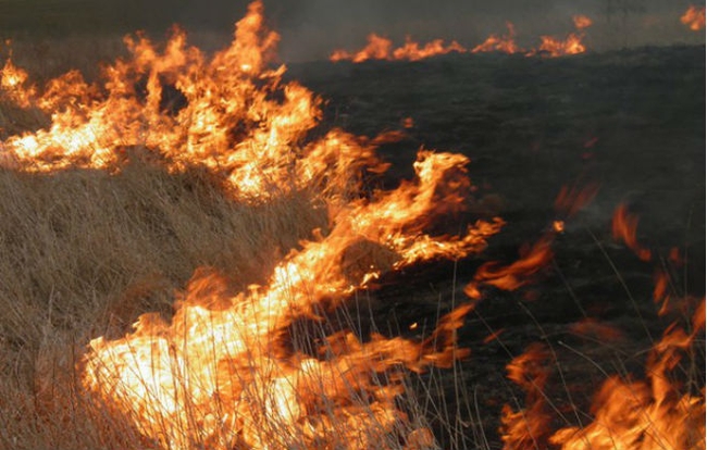 В Харьковской области за сутки спасатели ликвидировали 22 пожара в экосистемах