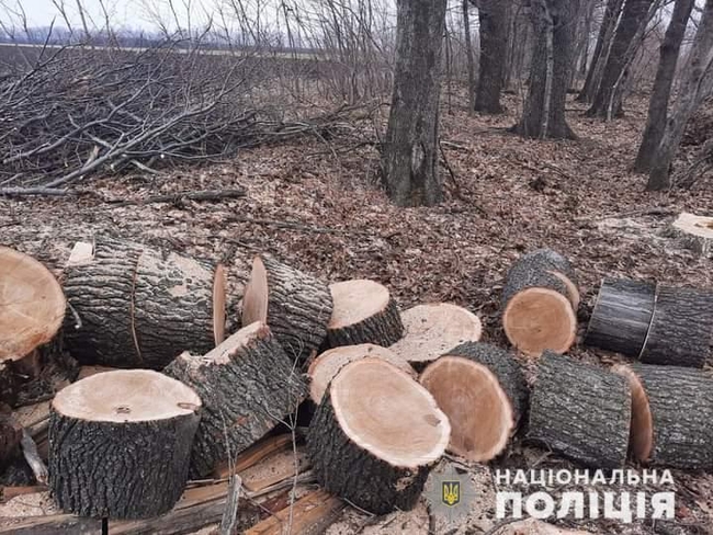 В Харьковской области черный лесоруб нанес ущерба на более 80 тыс грн (фото)