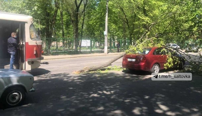 На Тринклера авто привалило деревом