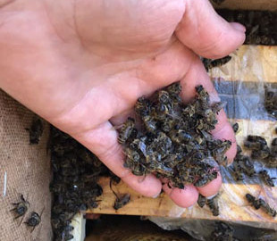 На Закарпатье погибли восемь миллионов пчел, которых отправили заказчику «Укрпочтой»