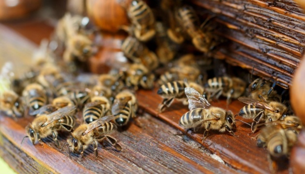 «Мертві» бджоли загули: на складах Укрпошти ожили тисячі комах