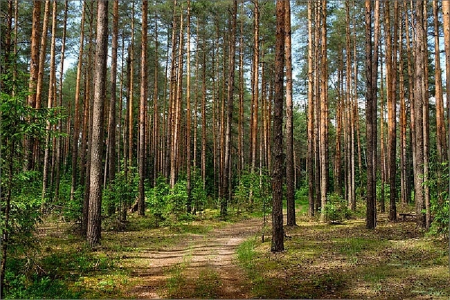 Таких участков больше нет: харьковчане просят сохранить лес на Салтовке