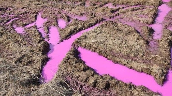 В поле под Ровно обнаружили разлив ядовито-фиолетовой жидкости (ФОТО, ВИДЕО)