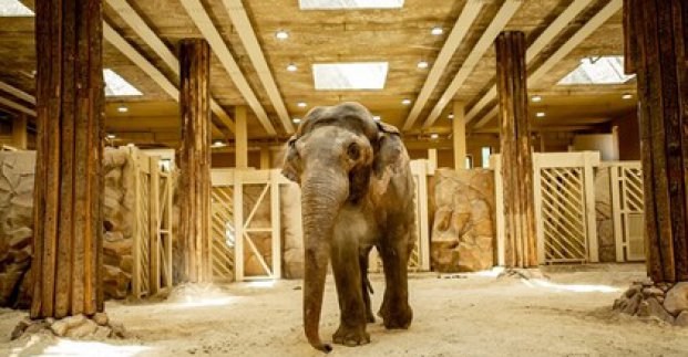 В Харьковском зоопарке умерла слониха Тэнди