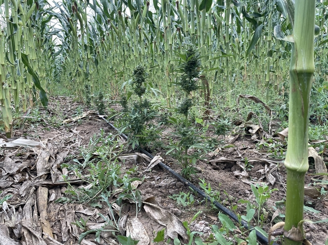 На Херсонщині прикордонники виявили плантацію коноплі серед кукурудзи (ВІДЕО)