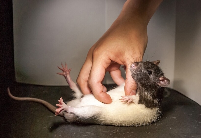 Австралийские ученые месяц щекотали крыс ради науки