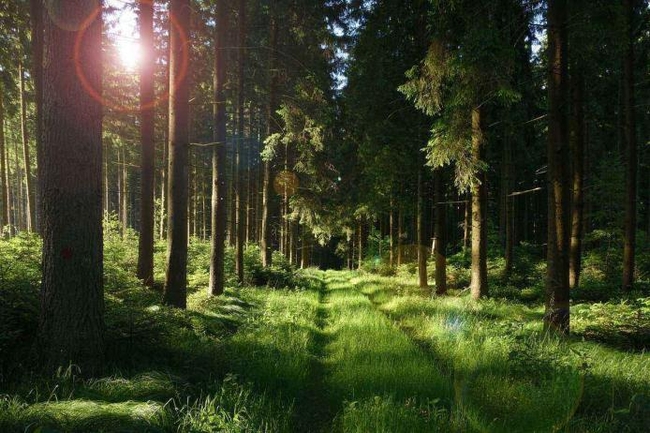 У Балаклійському лісгоспі незаконно вирубали дерев на понад півмільйона гривень