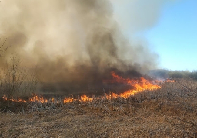 На выходных в Харькове сгорело 40 гектаров природных экосистем