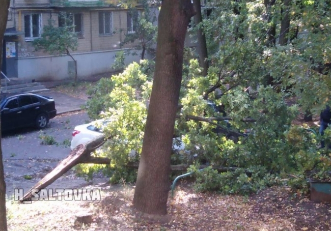 В Харькове на легковой автомобиль упало дерево