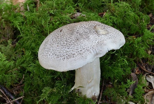 В Харьковской области – смертельное отравление грибами