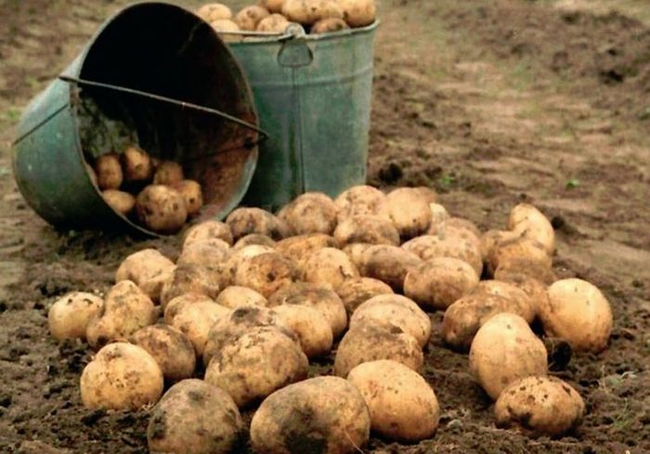 Фермеры не знают, куда девать картошку
