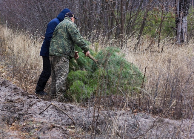 Нарушителя из Харьковской области поймали в лесу со срубленными соснами (ФОТО)