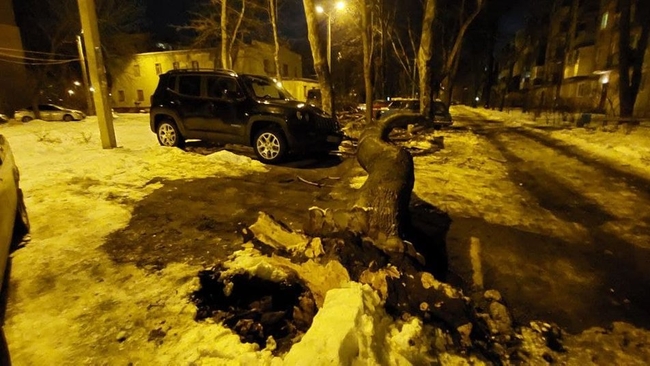 В Харькове дерево рухнуло на четыре машины
