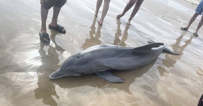 Российские нацисты убивают дельфинов в Одесской области