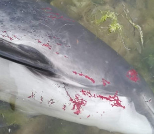 В Черном море из-за войск РФ погибли тысячи дельфинов, — эколог (ФОТО)