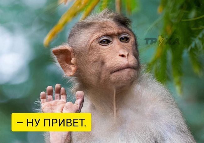 Оспа обезьян надвигается на Украину: в Румынии подтвердили первый случай заражения