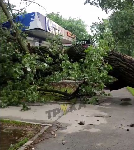 В Харькове вчера упало несколько десятков деревьев