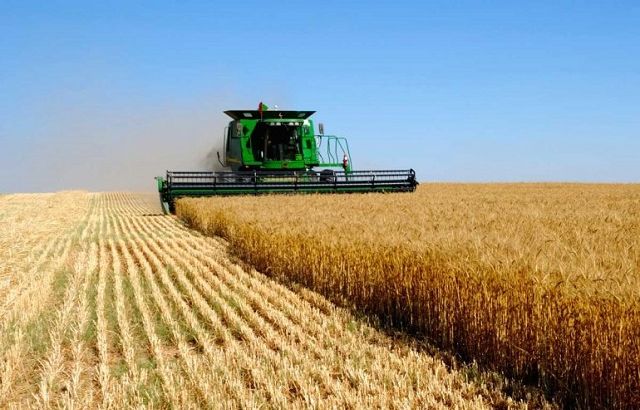 Україна покращила прогноз врожаю зернових цьогоріч