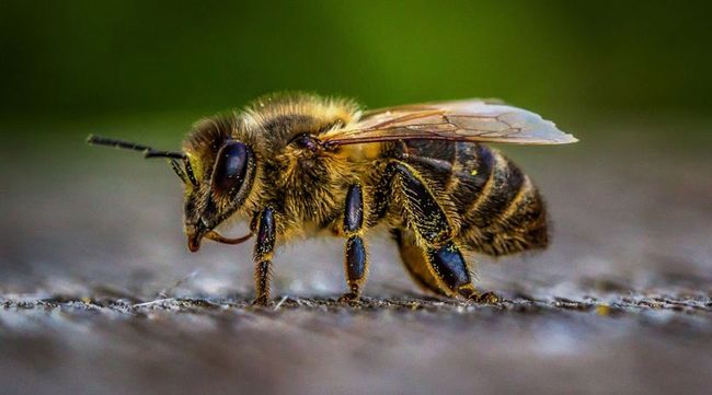 “На 15% продуктивніші”: в Україні вивели новий унікальний вид бджіл