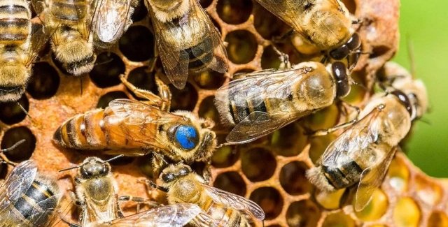 Бджолиний апокаліпсис. Учені перевірили твердження про масове вимирання бджіл на Землі
