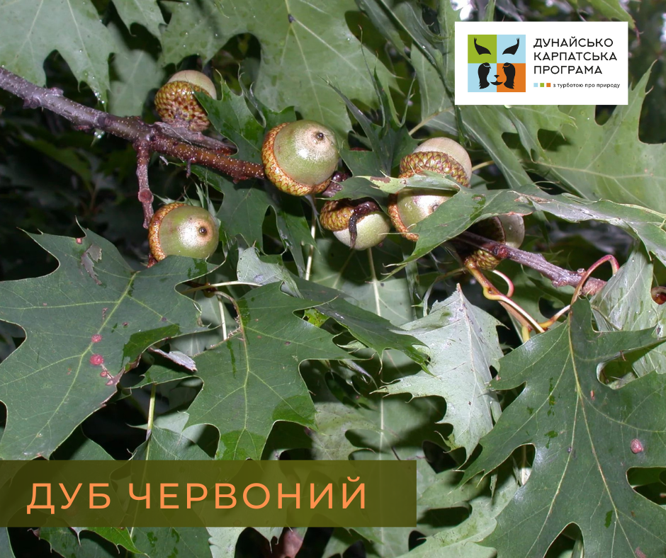 В Україні заборонили висаджувати 13 видів дерев. Які саме?