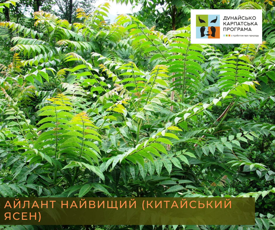 В Україні заборонили висаджувати 13 видів дерев. Які саме?