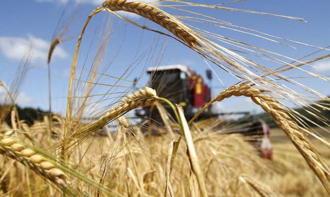 Производство пшеницы в Украине упадет на 21% в 2023-2024 «маркетинговом» году