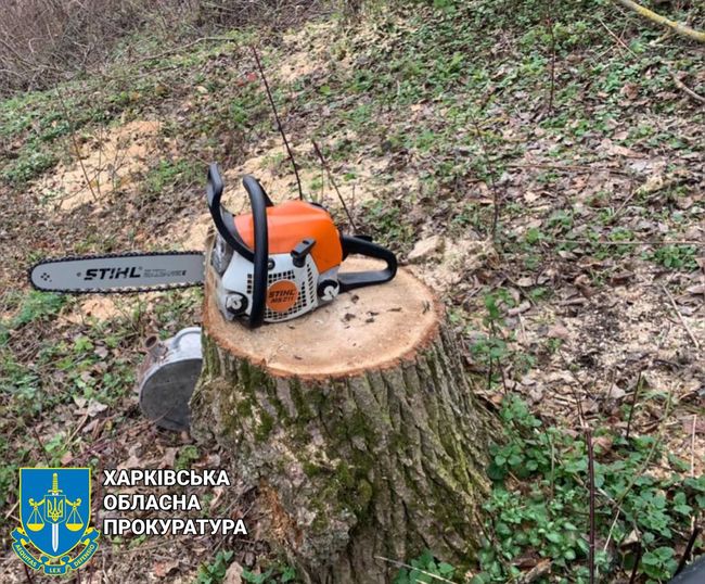 Нелегальна порубка дубів на Харківщині