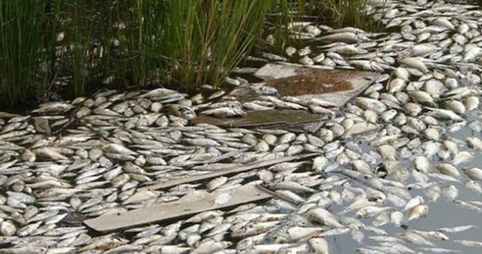 У Каховському водосховищі загинула вся риба