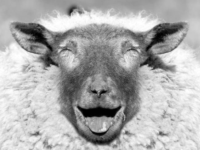 У Греції стадо овець зїло 100 кг марихуани та позбавило фермера врожаю