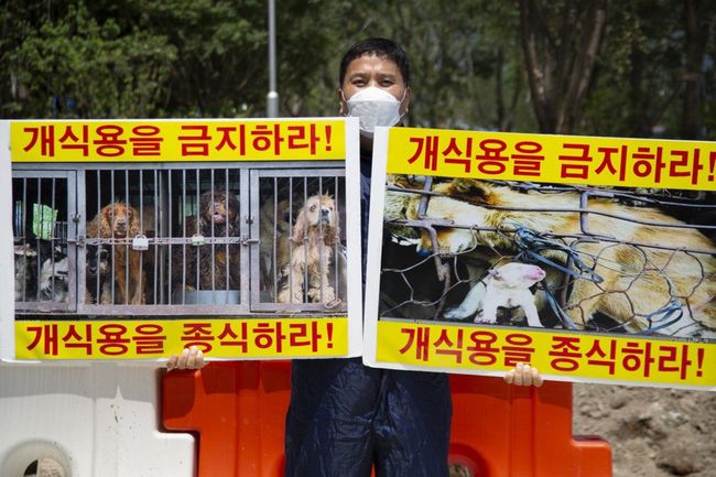 У Південній Кореї готують новий законопроєкт про заборону їсти собак — LB за матеріалами Reuters