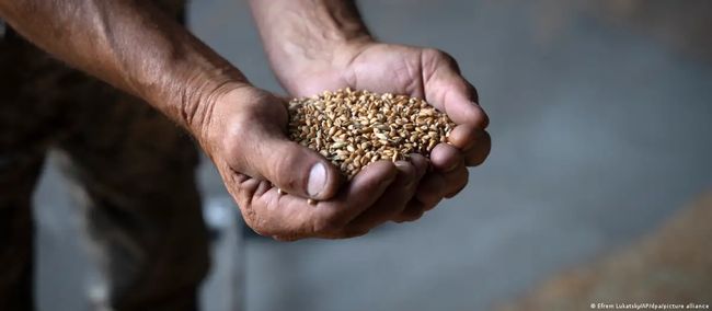 Попри війну в Україні фіксують рекордну врожайність зернових