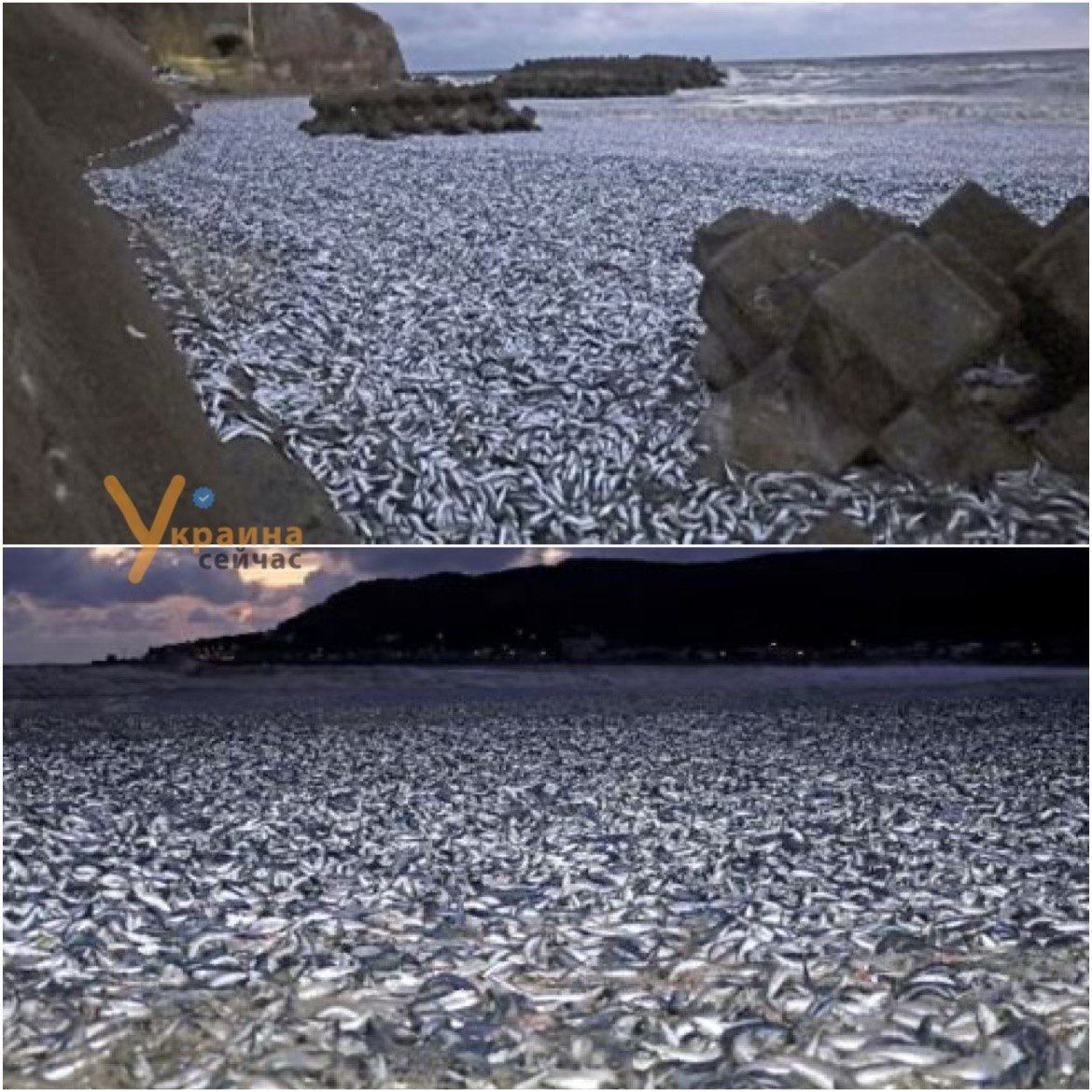 В Японии на берег выбросило 1200 тонн рыбы