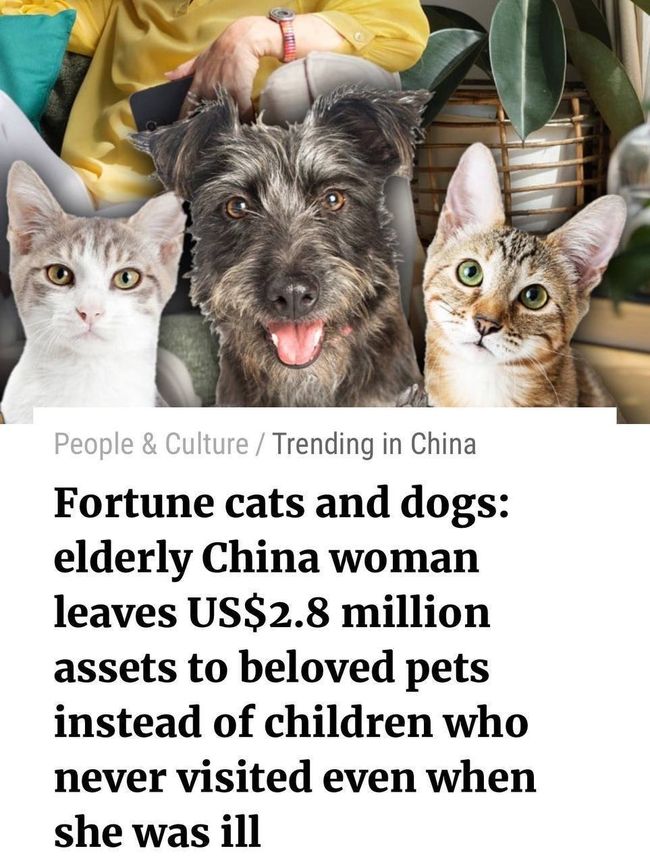 Китаянка оставила все наследство в размере $2,8 млн своим... собакенам и котейкам
