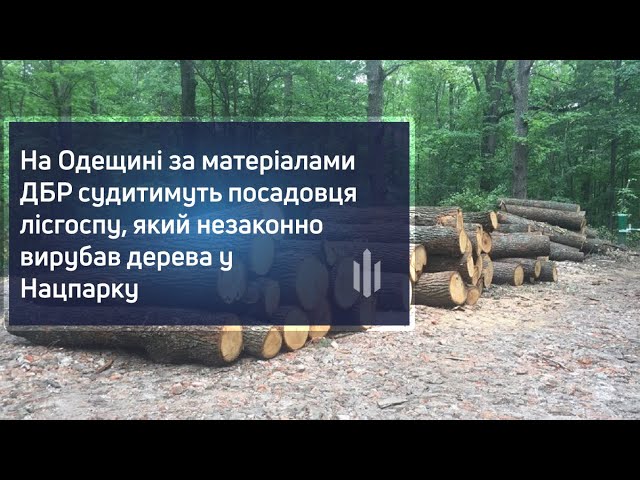 На Одещині за матеріалами ДБР судитимуть посадовця лісгоспу, який незаконно вирубав дерева у Нацпарку