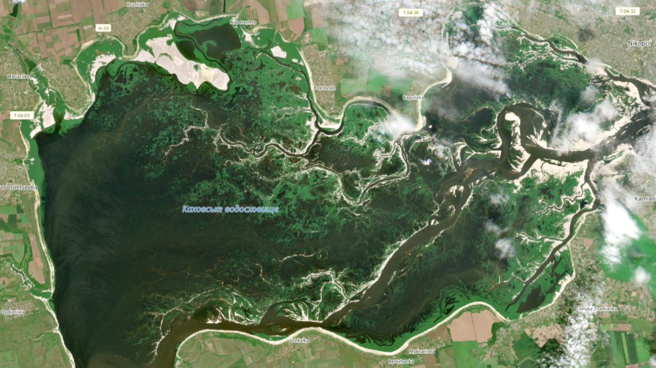 Интересно - дно Каховского водохранилища превратилось в вербовый лес