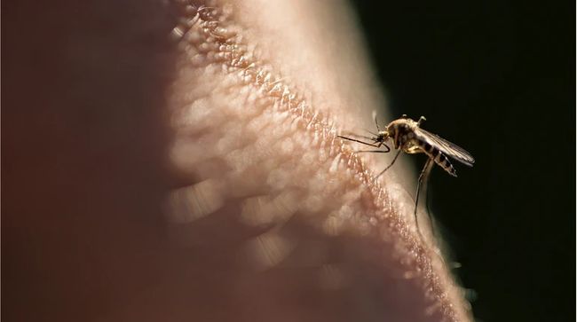 У Гондурасі оголосили надзвичайний стан через спалах вірусної інфекції, яку поширюють комарі