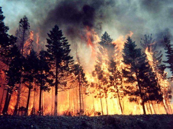 В Луганской области россияне нанесли ущерб окружающей среде более чем на 516 миллиардов гривен