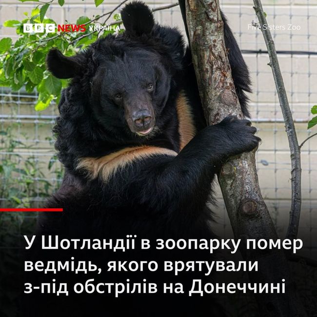 У Шотландії в зоопарку помер чорний ведмідь Ямпіль, якого евакуювали з Донеччини
